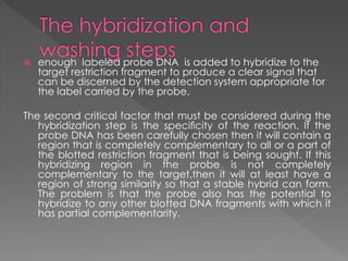  enough labeled probe DNA is added to hybridize to the 
target restriction fragment to produce a clear signal that 
can be discerned by the detection system appropriate for 
the label carried by the probe. 
The second critical factor that must be considered during the 
hybridization step is the specificity of the reaction. If the 
probe DNA has been carefully chosen then it will contain a 
region that is completely complementary to all or a part of 
the blotted restriction fragment that is being sought. If this 
hybridizing region in the probe is not completely 
complementary to the target,then it will at least have a 
region of strong similarity so that a stable hybrid can form. 
The problem is that the probe also has the potential to 
hybridize to any other blotted DNA fragments with which it 
has partial complementarity. 
 