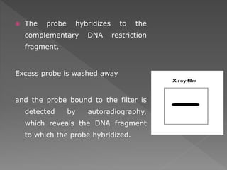  The probe hybridizes to the 
complementary DNA restriction 
fragment. 
Excess probe is washed away 
and the probe bound to the filter is 
detected by autoradiography, 
which reveals the DNA fragment 
to which the probe hybridized. 
 