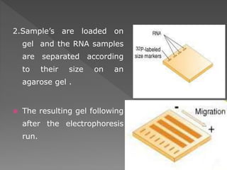 2.Sample’s are loaded on 
gel and the RNA samples 
are separated according 
to their size on an 
agarose gel . 
 The resulting gel following 
after the electrophoresis 
run. 
 