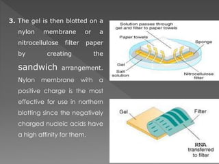 3. The gel is then blotted on a 
nylon membrane or a 
nitrocellulose filter paper 
by creating the 
sandwich arrangement. 
Nylon membrane with a 
positive charge is the most 
effective for use in northern 
blotting since the negatively 
charged nucleic acids have 
a high affinity for them. 
 