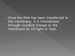 Once the RNA has been transferred to 
the membrane, it is immobilized 
through covalent linkage to the 
membrane by UV light or heat. 
 