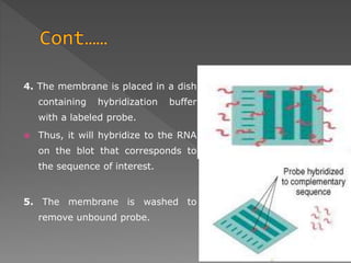 4. The membrane is placed in a dish 
containing hybridization buffer 
with a labeled probe. 
 Thus, it will hybridize to the RNA 
on the blot that corresponds to 
the sequence of interest. 
5. The membrane is washed to 
remove unbound probe. 
 