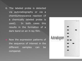 6. The labeled probe is detected 
via autoradiography or via a 
chemiluminescence reaction (if 
a chemically labeled probe is 
used). In both cases this 
results in the formation of a 
dark band on an X-ray film. 
 Now the expression patterns of 
the sequence of interest in the 
different samples can be 
compared. 
 