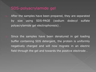 1. After the samples have been prepared, they are separated 
by size using SDS-PAGE (sodium dodecyl sulfate 
polyacrylamide gel electrophoresis) . 
1. Since the samples have been denatured in gel loading 
buffer containing SDS detergent, the protein is uniformly 
negatively charged and will now migrate in an electric 
field through the gel and towards the positive electrode . 
 