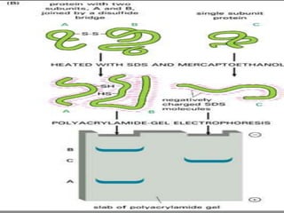  Stacking Gel 
 