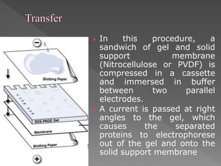  In this procedure, a 
sandwich of gel and solid 
support membrane 
(Nitrocellulose or PVDF) is 
compressed in a cassette 
and immersed in buffer 
between two parallel 
electrodes. 
 A current is passed at right 
angles to the gel, which 
causes the separated 
proteins to electrophorese 
out of the gel and onto the 
solid support membrane 
 