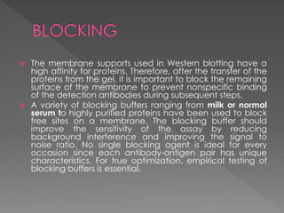  The membrane supports used in Western blotting have a 
high affinity for proteins. Therefore, after the transfer of the 
proteins from the gel, it is important to block the remaining 
surface of the membrane to prevent nonspecific binding 
of the detection antibodies during subsequent steps. 
 A variety of blocking buffers ranging from milk or normal 
serum to highly purified proteins have been used to block 
free sites on a membrane. The blocking buffer should 
improve the sensitivity of the assay by reducing 
background interference and improving the signal to 
noise ratio. No single blocking agent is ideal for every 
occasion since each antibody-antigen pair has unique 
characteristics. For true optimization, empirical testing of 
blocking buffers is essential. 
 
