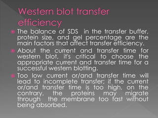  The balance of SDS in the transfer buffer, 
protein size, and gel percentage are the 
main factors that affect transfer efficiency. 
 About the current and transfer time for 
western blot, it's critical to choose the 
appropriate current and transfer time for a 
successful western blotting. 
 Too low current or/and transfer time will 
lead to incomplete transfer; if the current 
or/and transfer time is too high, on the 
contrary, the proteins may migrate 
through the membrane too fast without 
being absorbed. 
 