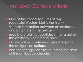  One of the critical features of any 
successful Western blot is the highly 
 specific interaction between an antibody 
and an antigen. The antigen, 
 usually a protein or peptide, is the target of 
the antibody. The precise point 
 of interaction is between a small region of 
the antigen, an epitope, 
 and the recognition sites found on the arms 
of the antibody molecule. 
 