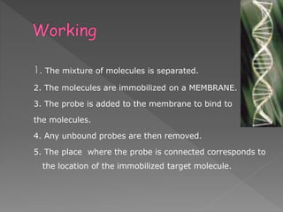 1. The mixture of molecules is separated. 
2. The molecules are immobilized on a MEMBRANE. 
3. The probe is added to the membrane to bind to 
the molecules. 
4. Any unbound probes are then removed. 
5. The place where the probe is connected corresponds to 
the location of the immobilized target molecule. 
 