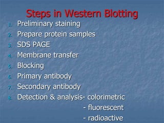 Steps in Western Blotting
1. Preliminary staining
2. Prepare protein samples
3. SDS PAGE
4. Membrane transfer
5. Blocking
6. Primary antibody
7. Secondary antibody
8. Detection & analysis- colorimetric
- fluorescent
- radioactive
 