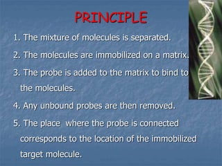 PRINCIPLE
1. The mixture of molecules is separated.
2. The molecules are immobilized on a matrix.
3. The probe is added to the matrix to bind to
the molecules.
4. Any unbound probes are then removed.
5. The place where the probe is connected
corresponds to the location of the immobilized
target molecule.
 