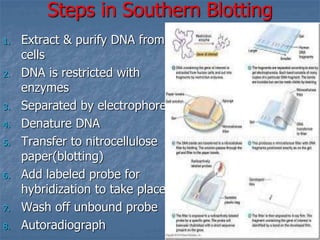 Steps in Southern Blotting
1. Extract & purify DNA from
cells
2. DNA is restricted with
enzymes
3. Separated by electrophoresis
4. Denature DNA
5. Transfer to nitrocellulose
paper(blotting)
6. Add labeled probe for
hybridization to take place
7. Wash off unbound probe
8. Autoradiograph
 