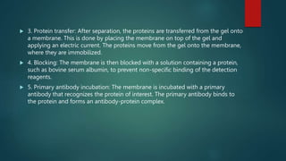  3. Protein transfer: After separation, the proteins are transferred from the gel onto
a membrane. This is done by placing the membrane on top of the gel and
applying an electric current. The proteins move from the gel onto the membrane,
where they are immobilized.
 4. Blocking: The membrane is then blocked with a solution containing a protein,
such as bovine serum albumin, to prevent non-specific binding of the detection
reagents.
 5. Primary antibody incubation: The membrane is incubated with a primary
antibody that recognizes the protein of interest. The primary antibody binds to
the protein and forms an antibody-protein complex.
 