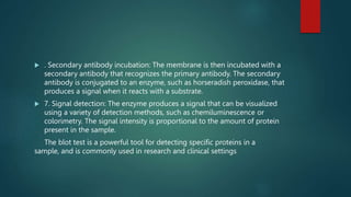  . Secondary antibody incubation: The membrane is then incubated with a
secondary antibody that recognizes the primary antibody. The secondary
antibody is conjugated to an enzyme, such as horseradish peroxidase, that
produces a signal when it reacts with a substrate.
 7. Signal detection: The enzyme produces a signal that can be visualized
using a variety of detection methods, such as chemiluminescence or
colorimetry. The signal intensity is proportional to the amount of protein
present in the sample.
The blot test is a powerful tool for detecting specific proteins in a
sample, and is commonly used in research and clinical settings
 