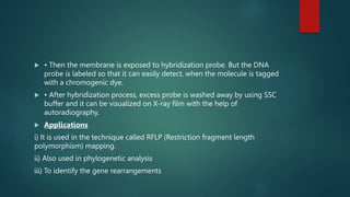  • Then the membrane is exposed to hybridization probe. But the DNA
probe is labeled so that it can easily detect, when the molecule is tagged
with a chromogenic dye.
 • After hybridization process, excess probe is washed away by using SSC
buffer and it can be visualized on X-ray film with the help of
autoradiography.
 Applications
i) It is used in the technique called RFLP (Restriction fragment length
polymorphism) mapping.
ii) Also used in phylogenetic analysis
iii) To identify the gene rearrangements
 