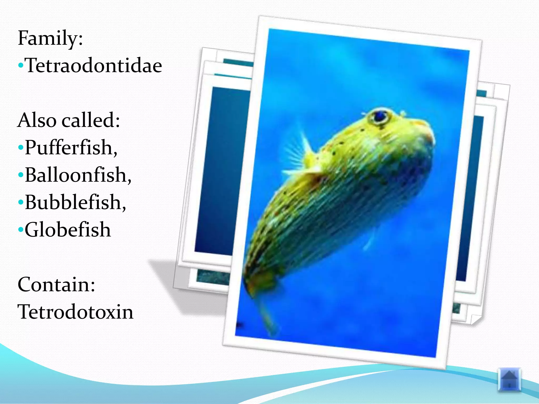 Family:
•Tetraodontidae
Also called:
•Pufferfish,
•Balloonfish,
•Bubblefish,
•Globefish
Contain:
Tetrodotoxin

 