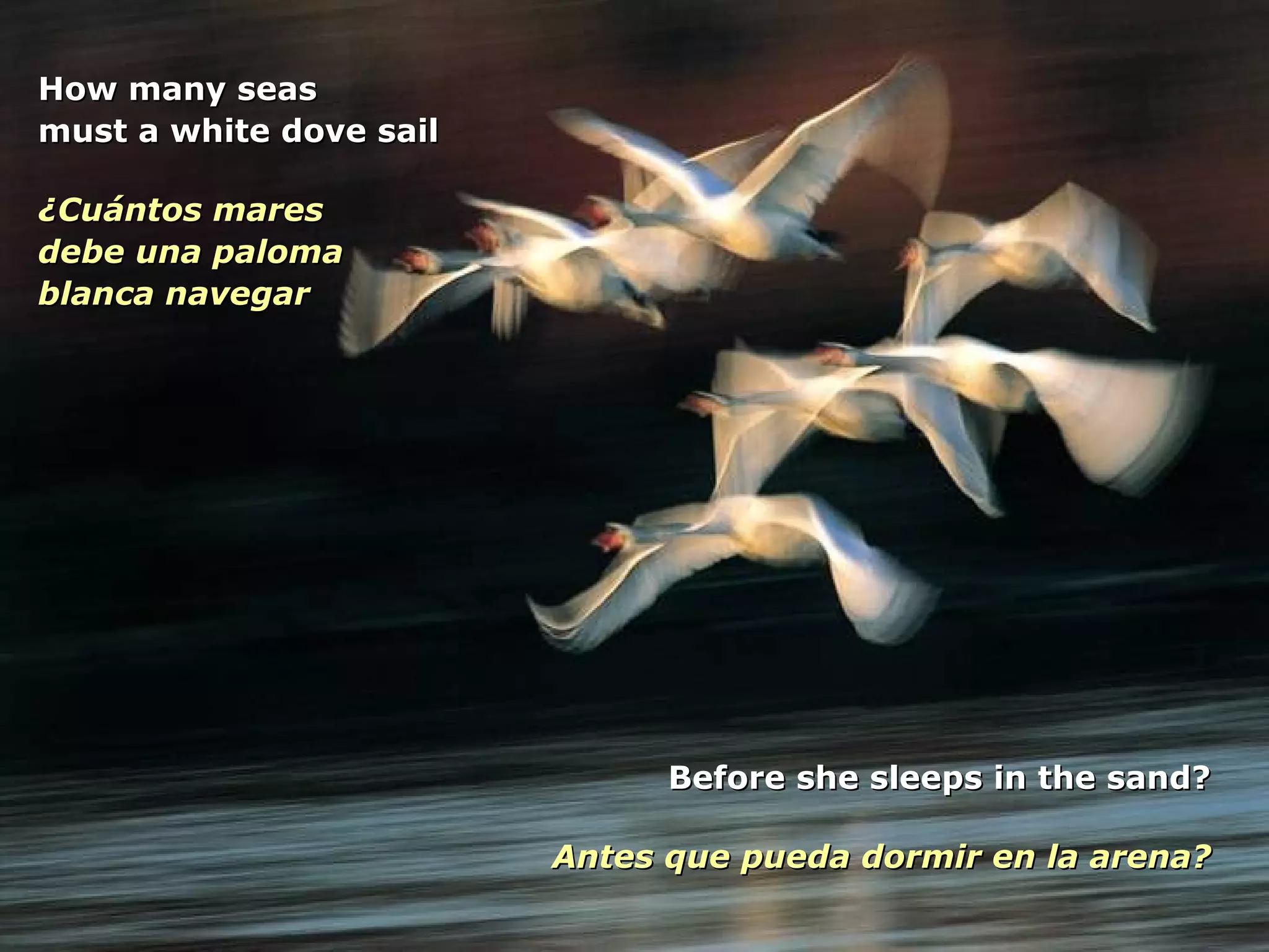 How many seas must a white dove sail ¿Cuántos mares debe una paloma  blanca navegar Before she sleeps in the sand? Antes que pueda dormir en la arena? 