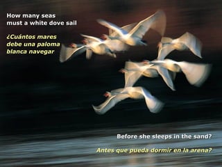 How many seas must a white dove sail ¿Cuántos mares debe una paloma  blanca navegar Before she sleeps in the sand? Antes que pueda dormir en la arena? 