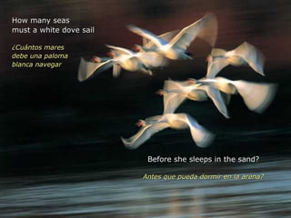 How many seas must a white dove sail ¿Cuántos mares debe una paloma  blanca navegar Before she sleeps in the sand? Antes que pueda dormir en la arena? 