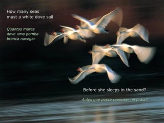 How many seasHow many seas
must a white dove sailmust a white dove sail
Quantos maresQuantos mares
deve uma pombadeve uma pomba
branca navegarbranca navegar
Before she sleeps in the sand?Before she sleeps in the sand?
Antes que possa repousar na praia?Antes que possa repousar na praia?
 