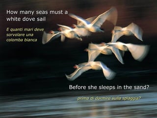 How many seas must a
white dove sail
E quanti mari deve
sorvolare una
colomba bianca




                       Before she sleeps in the sand?

                          prima di dormire sulla spiaggia?
 