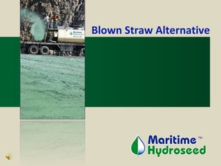 Blown Straw Alternative TM 