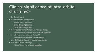 Clinical significance of intra-orbital
structures:-
• II = Optic (vision)
• III = Oculomotor nerve (Motor)
double vision (diplopia)
eyelid drooping (ptosis)
pupil dilation (mydriasis)
• IV = Trochlear nerve (Motor) Sup. Oblique muscle
Double vision (diplopia) Squint [lateral superior]
• VI = Abducens nerve. Lateral Rectus M
Double vision (diplopia) Squint.[medial]
• V1 = Ophthalmic (Sensory) Corneal anaesthesia.
• V2 = Infra-Orbital (Sensory)
Skin of lower eye lid-nose-upper lip.
 
