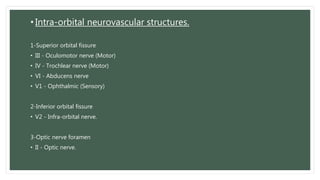 • Intra-orbital neurovascular structures.
1-Superior orbital fissure
• III - Oculomotor nerve (Motor)
• IV - Trochlear nerve (Motor)
• VI - Abducens nerve
• V1 - Ophthalmic (Sensory)
2-Inferior orbital fissure
• V2 - Infra-orbital nerve.
3-Optic nerve foramen
• II - Optic nerve.
 