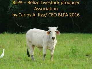 BLPA – Belize Livestock producer
Association
by Carlos A. Itza/ CEO BLPA 2016
by Carlos A. Itza / CEO BLPA 2016
 