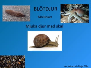 BLÖTDJUR
Mollusker

Mjuka djur med skal

Av: Aline och Maja 7Ma

 