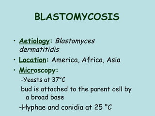 BLASTOMYCOSIS Aetiology :   Blastomyces dermatitidis  Location :   America, Africa, Asia Micr oscopy:   -Yeasts at 37°C bud is attached to the parent cell by a broad base   -Hyphae and conidia at 25 °C  