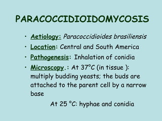 PARACOCCIDIOIDOMYCOSIS Aetiology:   Paracoccidioides brasiliensis Location :   Central and South America Pathogenesis :  Inhalation of conidia Microscopy .:  At 37°C (in tissue ): multiply budding yeasts; the buds are attached to the parent cell by a narrow base   At 25 °C: hyphae and conidia 