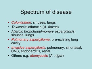 Spectrum of disease Colonization : sinuses, lungs Toxicosis :  aflatoxin ( A. flavus ) Allergic bronchopulmonary aspergillosis : sinuses, lungs Pulmonary aspergilloma : pre-existing lung cavity Invasive aspergillosis : pulmonary, sinonasal, CNS, endocarditis, renal Others e.g.  otomycosis  ( A. niger ) 