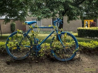 carol_malky - Flickr 
 