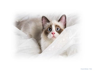 Vincent Schlenner - Flickr 
 