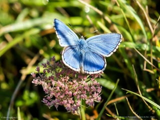 BiteYourBum.Com Photography by Dawn & Jim - Flickr 
 