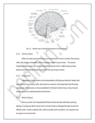 Fig. 2.1. Medial view of the left hemisphere of human brain.
2.1.1 Sensory Input
When our eyes see something or our hands touch a warm surface, the sensory
cells, also known as Neurons, send a message straight to your brain. This action
of getting information from your surrounding environment is called sensory input
because we are putting things in your brain by way of your senses.
2.1.2 Integration
Integrationis best known astheinterpretationofthingswehavefelt, tasted,and
touched with our sensory cells, also known as neurons, into responses that the body
recognizes. This process is all accomplished in the brain where many, many neurons
work together to understand the environment.
2.1.3 Motor Output
Once our brain has interpreted all that we have learned, either by touching,
tasting, or using any other sense, then our brain sends a message through neurons to
effecter cells, muscle or gland cells, which actually work to perform our requests and
act upon our environment.
 