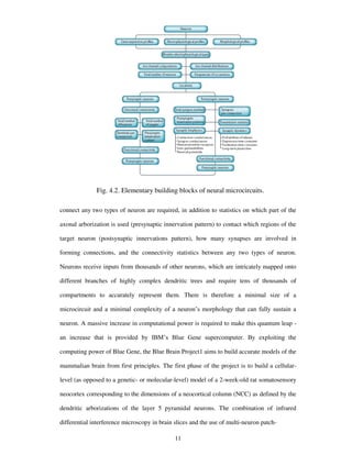 Fig. 4.2. Elementary building blocks of neural microcircuits.
connect any two types of neuron are required, in addition to statistics on which part of the
axonal arborization is used (presynaptic innervation pattern) to contact which regions of the
target neuron (postsynaptic innervations pattern), how many synapses are involved in
forming connections, and the connectivity statistics between any two types of neuron.
Neurons receive inputs from thousands of other neurons, which are intricately mapped onto
different branches of highly complex dendritic trees and require tens of thousands of
compartments to accurately represent them. There is therefore a minimal size of a
microcircuit and a minimal complexity of a neuron’s morphology that can fully sustain a
neuron. A massive increase in computational power is required to make this quantum leap -
an increase that is provided by IBM’s Blue Gene supercomputer. By exploiting the
computing power of Blue Gene, the Blue Brain Project1 aims to build accurate models of the
mammalian brain from first principles. The first phase of the project is to build a cellular-
level (as opposed to a genetic- or molecular-level) model of a 2-week-old rat somatosensory
neocortex corresponding to the dimensions of a neocortical column (NCC) as defined by the
dendritic arborizations of the layer 5 pyramidal neurons. The combination of infrared
differential interference microscopy in brain slices and the use of multi-neuron patch-
11
 