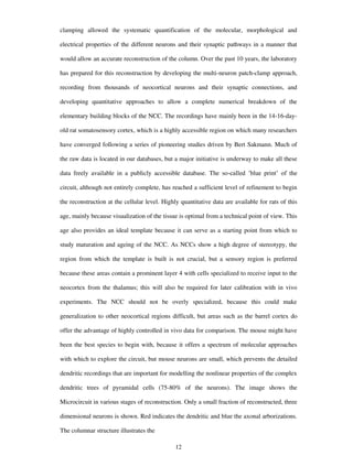 clamping allowed the systematic quantification of the molecular, morphological and
electrical properties of the different neurons and their synaptic pathways in a manner that
would allow an accurate reconstruction of the column. Over the past 10 years, the laboratory
has prepared for this reconstruction by developing the multi-neuron patch-clamp approach,
recording from thousands of neocortical neurons and their synaptic connections, and
developing quantitative approaches to allow a complete numerical breakdown of the
elementary building blocks of the NCC. The recordings have mainly been in the 14-16-day-
old rat somatosensory cortex, which is a highly accessible region on which many researchers
have converged following a series of pioneering studies driven by Bert Sakmann. Much of
the raw data is located in our databases, but a major initiative is underway to make all these
data freely available in a publicly accessible database. The so-called ’blue print’ of the
circuit, although not entirely complete, has reached a sufficient level of refinement to begin
the reconstruction at the cellular level. Highly quantitative data are available for rats of this
age, mainly because visualization of the tissue is optimal from a technical point of view. This
age also provides an ideal template because it can serve as a starting point from which to
study maturation and ageing of the NCC. As NCCs show a high degree of stereotypy, the
region from which the template is built is not crucial, but a sensory region is preferred
because these areas contain a prominent layer 4 with cells specialized to receive input to the
neocortex from the thalamus; this will also be required for later calibration with in vivo
experiments. The NCC should not be overly specialized, because this could make
generalization to other neocortical regions difficult, but areas such as the barrel cortex do
offer the advantage of highly controlled in vivo data for comparison. The mouse might have
been the best species to begin with, because it offers a spectrum of molecular approaches
with which to explore the circuit, but mouse neurons are small, which prevents the detailed
dendritic recordings that are important for modelling the nonlinear properties of the complex
dendritic trees of pyramidal cells (75-80% of the neurons). The image shows the
Microcircuit in various stages of reconstruction. Only a small fraction of reconstructed, three
dimensional neurons is shown. Red indicates the dendritic and blue the axonal arborizations.
The columnar structure illustrates the
12
 