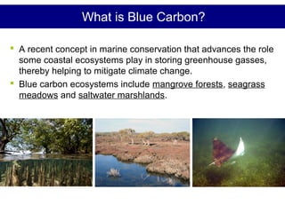 Blue Carbon+: Efforts to harness coastal and marine ecosystem values ...