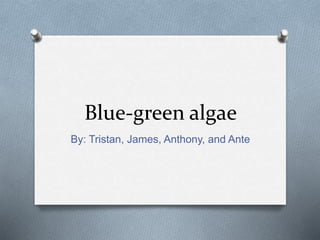 Blue-green algae
By: Tristan, James, Anthony, and Ante
 