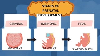 STAGES OF DEVELOPMENT AND CHARACTERISTICS(1).pptx