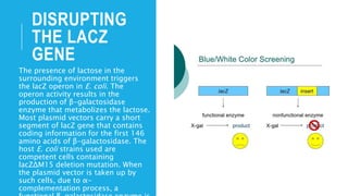 DISRUPTING
THE LACZ
GENE
The presence of lactose in the
surrounding environment triggers
the lacZ operon in E. coli. The
operon activity results in the
production of β-galactosidase
enzyme that metabolizes the lactose.
Most plasmid vectors carry a short
segment of lacZ gene that contains
coding information for the first 146
amino acids of β-galactosidase. The
host E. coli strains used are
competent cells containing
lacZΔM15 deletion mutation. When
the plasmid vector is taken up by
such cells, due to α-
complementation process, a
 