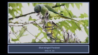 Ten fascinating things about bird photography
Shibu M. Job
Blue-winged Parakeet
Shibu M. Job
 