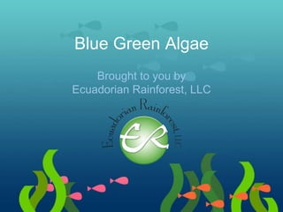 Blue Green Algae
Brought to you by
Ecuadorian Rainforest, LLC
 