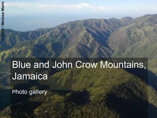 Blue and John Crow Mountains,
Jamaica
Photo gallery
 