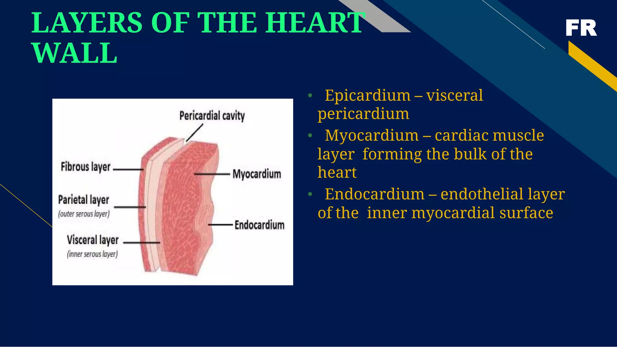 FR
LAYERS OF THE HEART
WALL
• Epicardium – visceral
pericardium
• Myocardium – cardiac muscle
layer forming the bulk of the
heart
• Endocardium – endothelial layer
of the inner myocardial surface
 