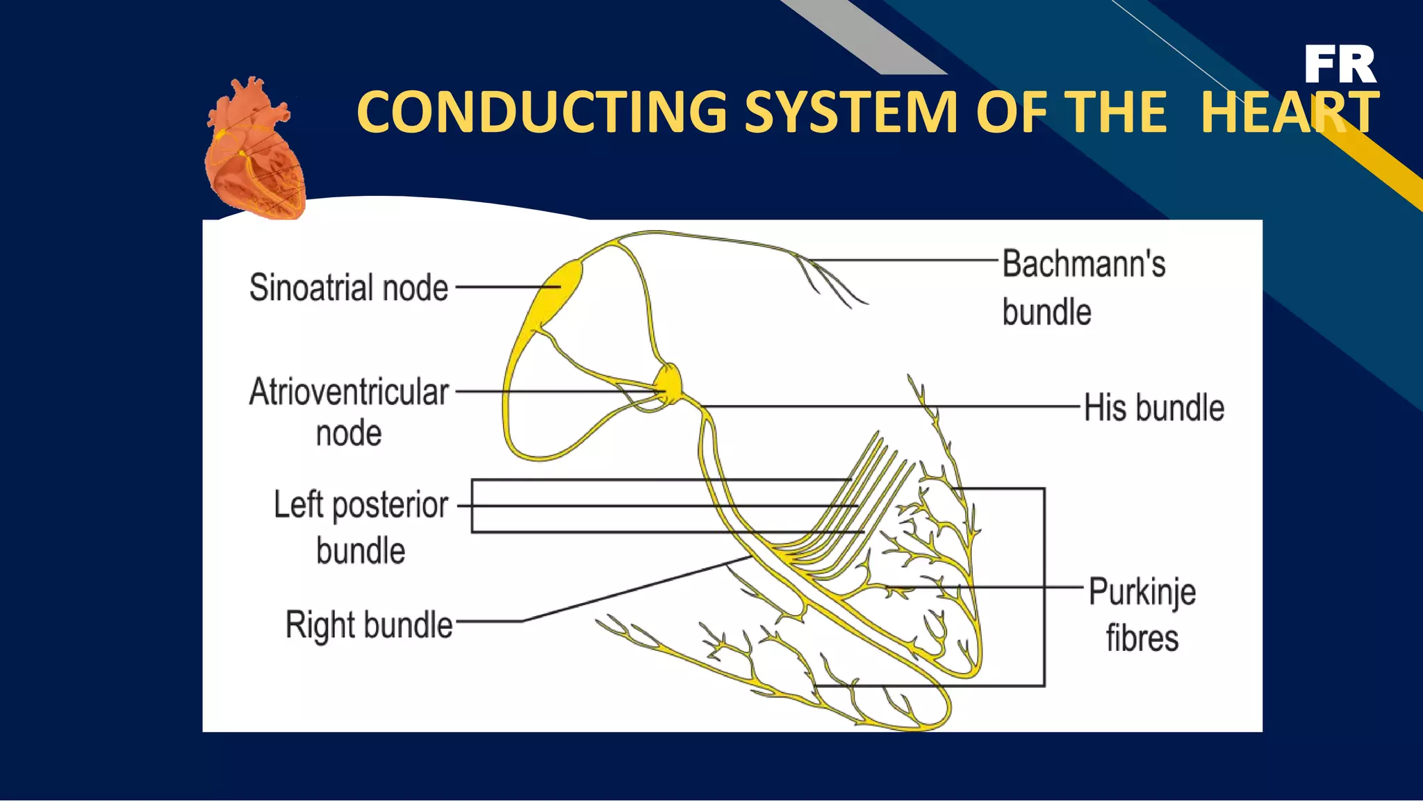 FR
CONDUCTING SYSTEM OF THE HEART
 