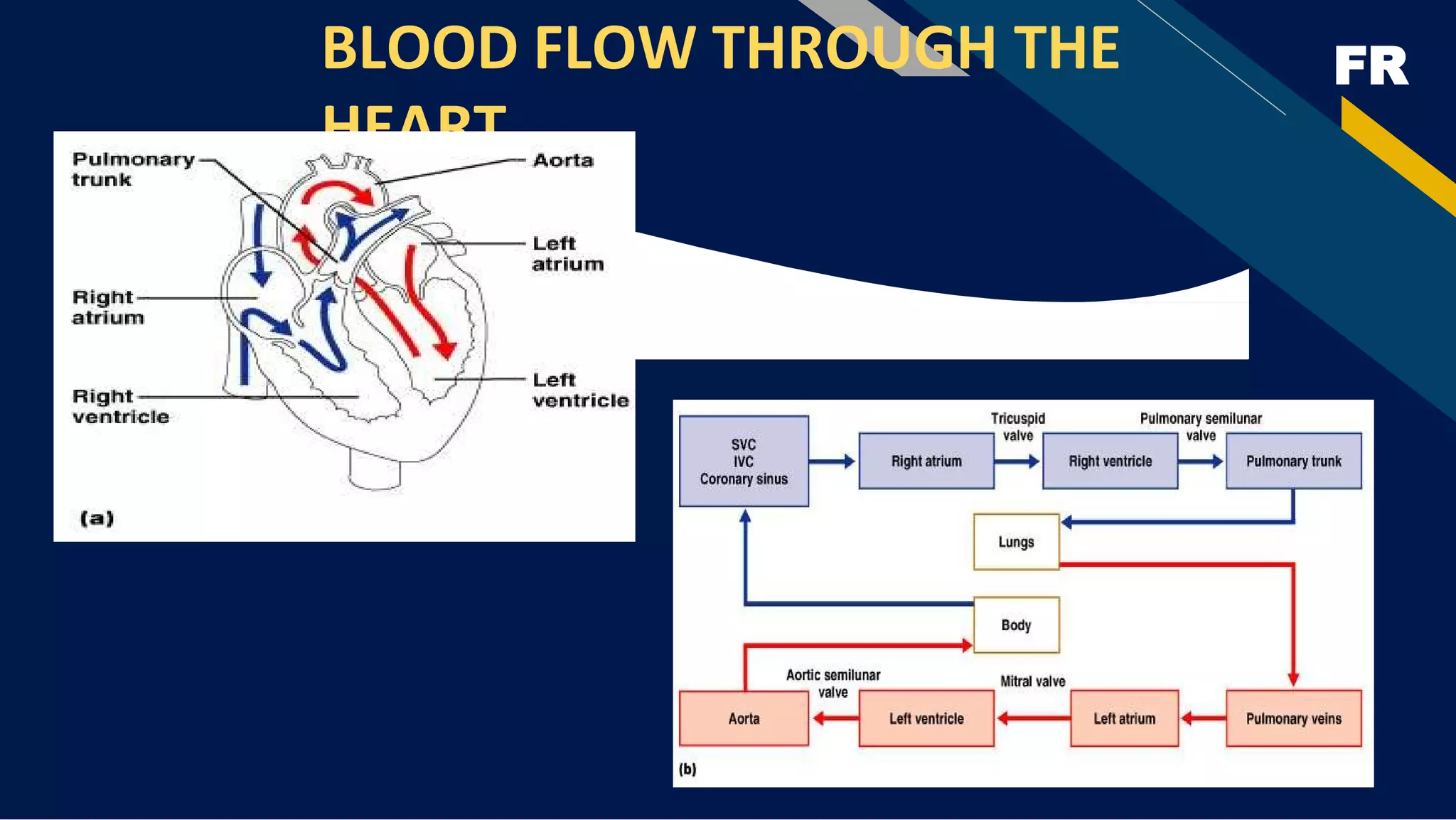 FR
BLOOD FLOW THROUGH THE
HEART
 